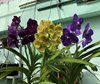 Ванда (Vanda) 